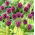 Porro a testa tonda - Allium rotundum - 3 pezzi; aglio a fiori viola