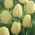 Tulip putih krem - Bungkus Besar! - 50 pcs. - 
