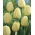 Tulip Ivory Floradale 5 pcs Pack