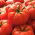 Pomodoro - Jutrosz -  Lycopersicon esculentum - Jutrosz - semi