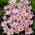 Crocus Firefly - 10 pcs.