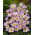Crocus Firefly - 10 pcs.