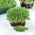 Microgreens - Alfalfa - daun muda dengan rasa yang luar biasa - Medicago sativa - biji