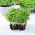 Microgreens - Japansk kål mizuna - Skarp smag, perfekt sprødhed - Friske frø
