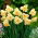 Daffodil "Cum Laude" - 5 pcs.