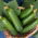 Kurkku Lawina -  Cucumis sativus - Lawina - siemenet