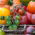 Tomato fantasy - Set no. 1 - Seeds of 8 varieties