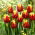 Tulipan "Denmark" - 5 stk. pakke