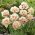 Double tulip "Flaming Margarita" - 5 pcs. Pack