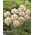 Double tulip "Flaming Margarita" - 5 pcs. Pack