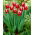 Tulipán "Kung Fu" - 5 piezas