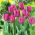 Tulip "Purple Prince" - 5 st paket