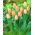 Hoàng tử cá hồi hoa tulip - Gói 5 chiếc - 