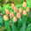Hoàng tử cá hồi hoa tulip - Gói 5 chiếc - 