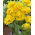 Double tulip "Yellow Pomponette" -5 pcs pack
