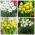 Selection of low growing daffodils – 60 pcs