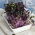 Sprouts - zaden - Koolrabi - 2600 zaden - Brassica oleracea var. Gongylodes