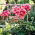 Pelargonium "Raspberry Ripple" - roz-portocaliu cu puncte roșii; Geranium, Storksbill - 6 semințe - Pelargonium x hortorum