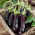 Aubergine - Avan F1 - Solanum melongena - frön