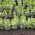 Paardenboon voor dagzaad - 1000 g - Vicia faba minor - zaden