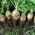 Rutabaga "Seaside" - 100 g - Brassica napus L. var. Napobrassica - zaden
