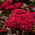 Tarajos celózia - Toreador - 360 magok - Celosia argentea cristata