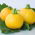 Zucchini "One Ball F1" - 8 seeds