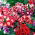 Gloxinia varietate multicolour varietate - 360 de semințe - 
