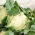Cavolfiore - Beta - 270 semi - Brassica oleracea L. var.botrytis L.