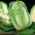 纳帕白菜“Optiko”，大白菜 - 早，美味多样--65粒种子 - Brassica pekinensis Rupr. - 種子