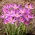 Crocus Roseus - 10 pezzi