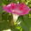 Morning Glory Raffles semințe - Ipomea imperialis - 80 de semințe - Ipomoea purpurea