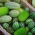 Ornamental Cucumber mixed seeds - Cucumis dipsaceus - 54 seeds