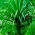 ต้นมังกรหมู่เกาะคะเนรี, เมล็ดต้นไม้มังกร - Dracaena draco - 5 เมล็ด