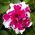 Petunia Purple Pirouette semena - Petunia x hybrida fl. pl - 50 semen -  Petunia x hybrida fl. pl. 