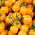Tomat – Joke - apelsin - 65 frön - Solanum lycopersicum
