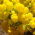 Zapatilla Semillas Flor - Calceolaria Mexicana