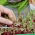 Microgreens - Acelga - 450 semillas - Beta vulgaris var. vulgaris
