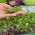 Knutekål - Microgreens - 1040 frø - Brassica oleracea var. Gongylodes L.