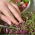 Microgreens - Red amaranth - nuoret lehdet, joilla on ainutlaatuinen maku - 4000 siementä -  - siemenet