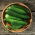 Uborka - Marta F1 - 35 magok - Cucumis sativus