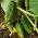 Cucumber - Śremski F1 - 100 g - Crisp Texture, Outdoor Perfection - Fresh Seeds