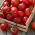 Tomatenpaprika 'Ontara'