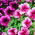 Pétunia Prisma Vena variada - 600 semillas - Petunia multiflora F2 hybrids