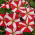 Havepetunia - rød - hvid - 80 frø - Petunia x hybrida