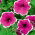 Petunia Iluzja - rosa - Petunia hyb. multiflora nana - semi