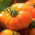 Tomato "Orange Wellington" - orange, greenhouse variety