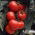 Pomodoro - Jowisz - 30 semi - Solanum lycopersicum