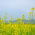 Winter turnip rape "Brachina" for aftercrops - 1 kg