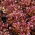 Blatt, rot-grüner Salat "Flamenco" - 